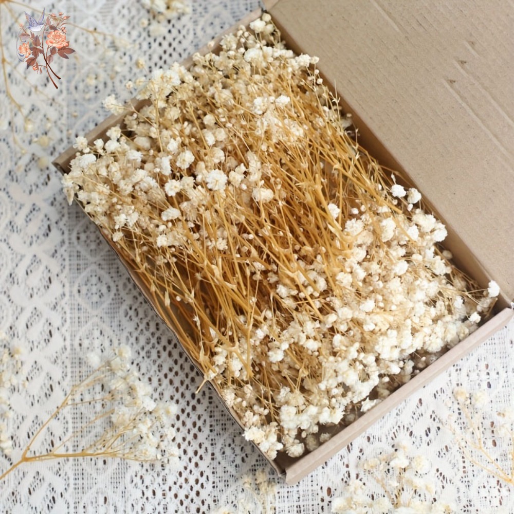 Embellish Craft - 100 szt. Mini Suszone Kwiaty Gipsówki